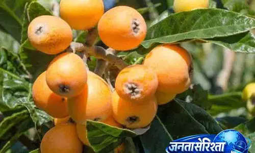 Ludhiana बढ़ते तापमान से फलों की पैदावार पर खतरा