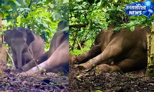 मां के शव के पास रोता रहा हाथी का बच्चा, हथिनी की संदिग्ध मौत मां के शव के पास रोता रहा हाथी का बच्चा, हथिनी की संदिग्ध मौत