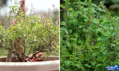 घर की तुलसी होगी घनी और सुंदर, इन बातों का रखें ध्यान घर की तुलसी होगी घनी और सुंदर, इन बातों का रखें ध्यान