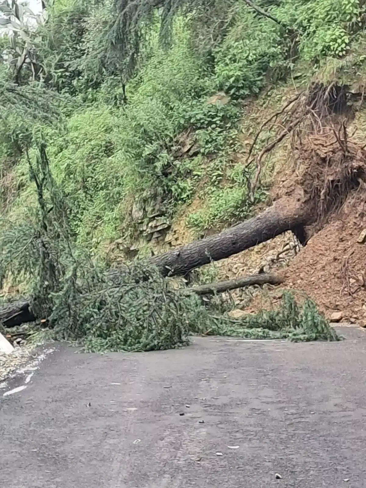 Shimla: शिमला में पेड़ गिरे, हिमाचल में अगले चार दिन बारिश का रेड अलर्ट Shimla: शिमला में पेड़ गिरे, हिमाचल में अगले चार दिन बारिश का रेड अलर्ट