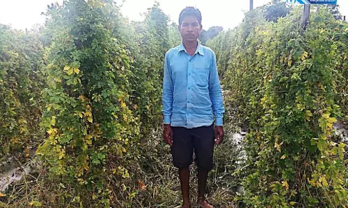 करेले की खेती से किसान ताराचंद ठाकुर की आर्थिक स्थिति में आया सुधार