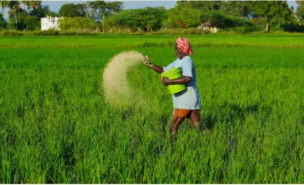 Telangana: तेलंगाना में पर्याप्त उर्वरक आपूर्ति; 9 लाइसेंस निलंबित:नड्डा Telangana: तेलंगाना में पर्याप्त उर्वरक आपूर्ति; 9 लाइसेंस निलंबित:नड्डा