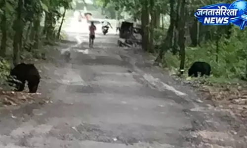 VTR से सड़क पर उतरे भालू, लोगों ने मोबाइल में कैद किया नजारा