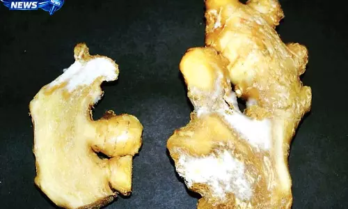 नौणी विश्वविद्यालय ने विकसित की रोग-सहनशील अदरक