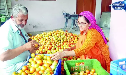 बेंगलुरु की आवक से मंडियों में गिरे टमाटर के दाम
