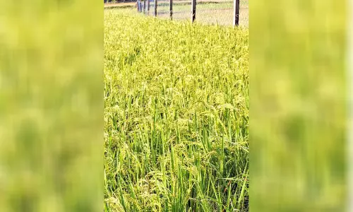 मंदिर में एक लाख धान की बालियां तैयार