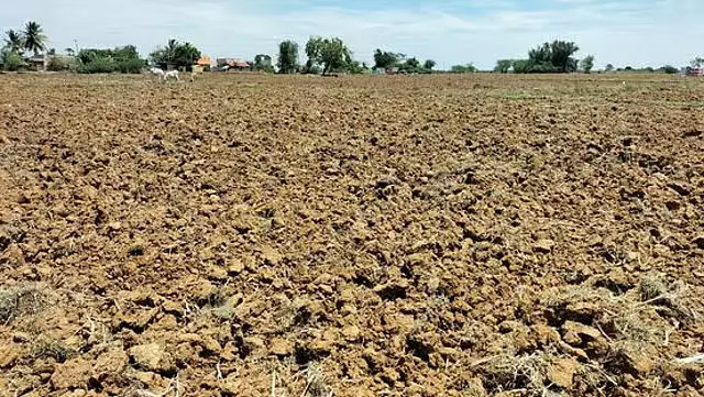 कावेरी जल विवाद का असर: डेल्टा जिलों में सांबा धान की खेती पर संकट कावेरी जल विवाद का असर: डेल्टा जिलों में सांबा धान की खेती पर संकट