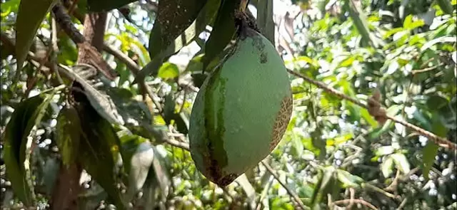 तमिलनाडु में आम किसानों को राहत योजना का इंतजार तमिलनाडु में आम किसानों को राहत योजना का इंतजार