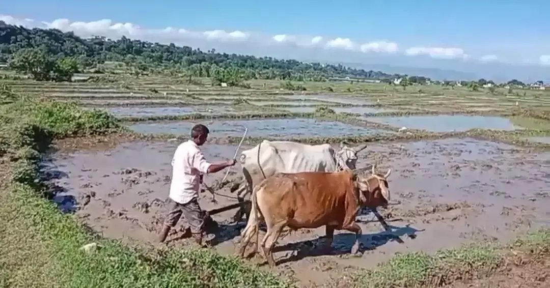 Dehradun: विलुप्ति की कगार से लौटी दून बासमती, किसानों को मिली नई उम्मीद Dehradun: विलुप्ति की कगार से लौटी दून बासमती, किसानों को मिली नई उम्मीद