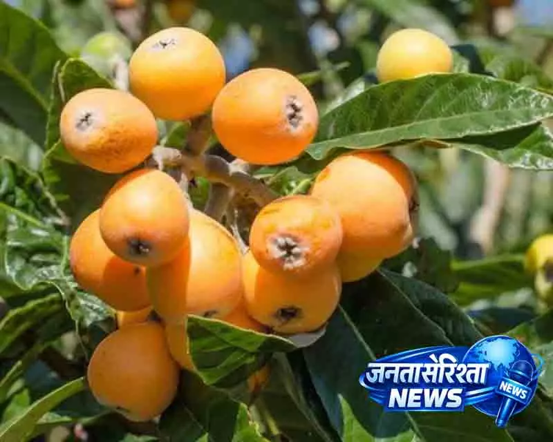 Ludhiana बढ़ते तापमान से फलों की पैदावार पर खतरा Ludhiana बढ़ते तापमान से फलों की पैदावार पर खतरा