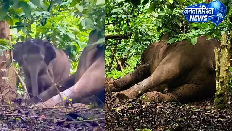 मां के शव के पास रोता रहा हाथी का बच्चा, हथिनी की संदिग्ध मौत मां के शव के पास रोता रहा हाथी का बच्चा, हथिनी की संदिग्ध मौत