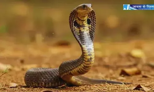 सांप बदला ले रहा, भाई-बहन को डस रहा बार-बार