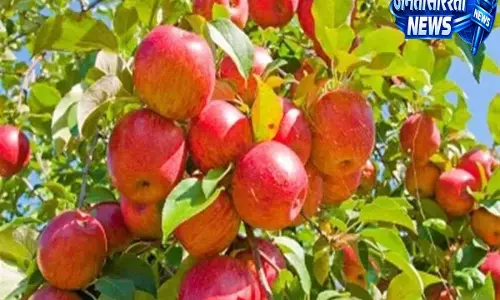 शिमला के सेब बागवान परेशान, मजदूरों की बढ़ी दिहाड़ी से बिगड़ा बजट