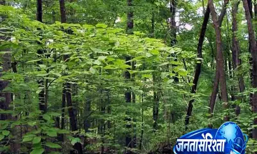 Chandigarh वन क्षेत्र घटने के बीच जमीन डायवर्जन जारी