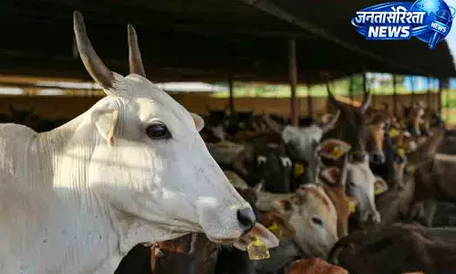 डेयरी विकास के लिए Haryana की 5 बड़ी पहल