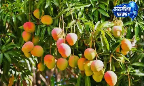 कांगड़ा के देसी आमों को बचाने की मांग तेज