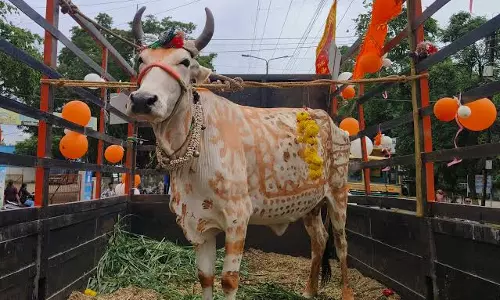 Nahan: गाय को राष्ट्रमाता घोषित करने की मांग तेज, राष्ट्रपति और पीएम को भेजा पत्र