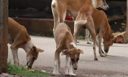पंतलम में आवारा कुत्तों का आतंक, महिलाओं और बच्चों समेत कई लोग घायल