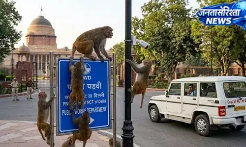 LG आवास से विधानसभा तक बंदरों की दहशत, PWD ने निकाला टेंडर