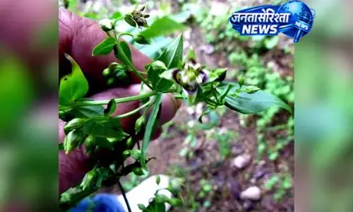 उत्तराखंड में 140 साल बाद मिला दुर्लभ औषधीय पौधा