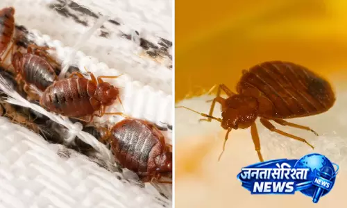 गद्दे और कपड़ों से खटमल हटाने के आसान तरीके जानें गद्दे और कपड़ों से खटमल हटाने के आसान तरीके जानें