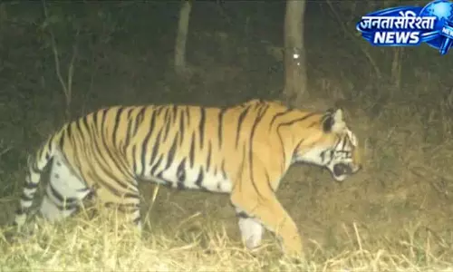 सोहेलवा में बढ़ा बाघों का कुनबा, लेपर्ड सफारी से पर्यटन को मिलेगी नई रफ्तार