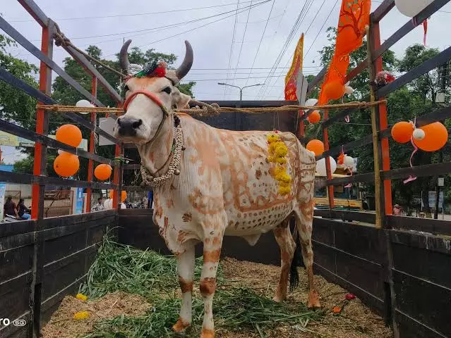 Nahan: गाय को राष्ट्रमाता घोषित करने की मांग तेज, राष्ट्रपति और पीएम को भेजा पत्र Nahan: गाय को राष्ट्रमाता घोषित करने की मांग तेज, राष्ट्रपति और पीएम को भेजा पत्र