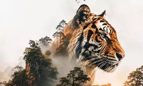 अंतरराष्ट्रीय बाघ दिवस : मुख्यमंत्रियों ने वन्यजीव संरक्षकों को दी बधाई