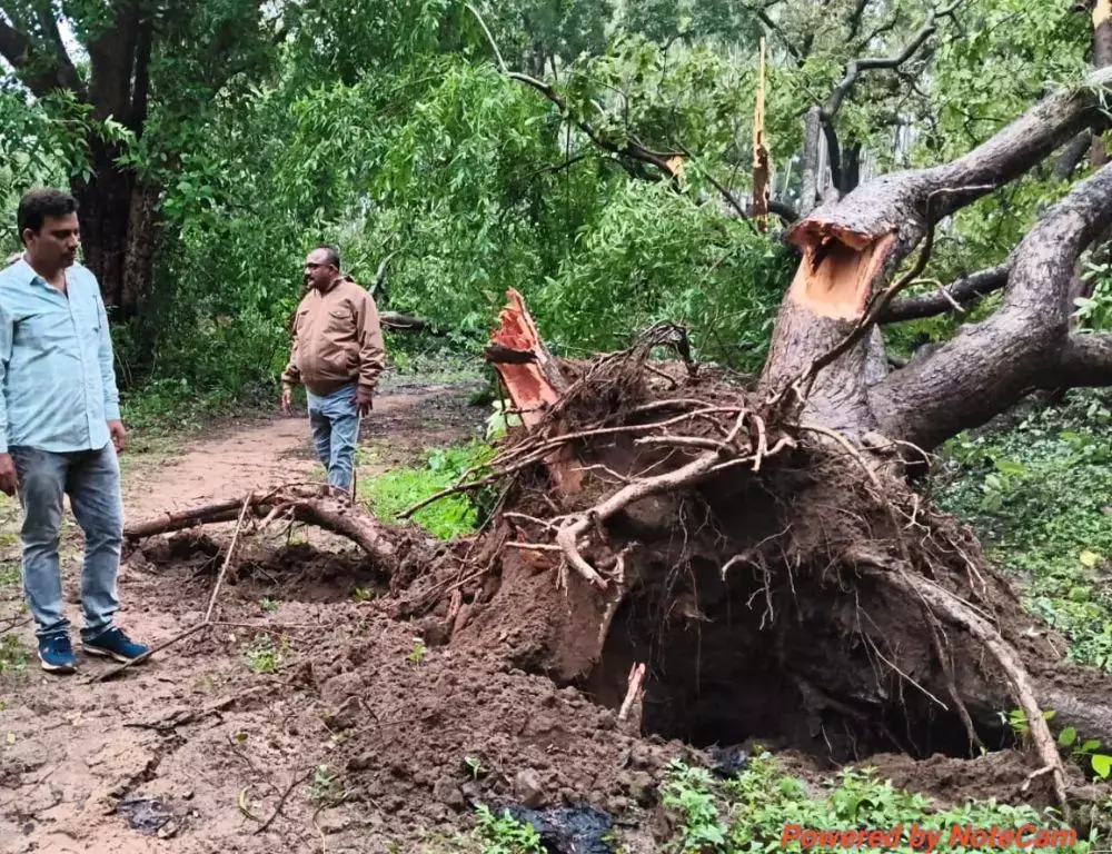 Telangana: मैंगापेट जंगल में भयंकर आंधी ने सैकड़ों पेड़ उखाड़ दिए