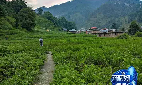 Himachal: आलू की बंपर पैदावार से बारोट के किसानों में खुशी