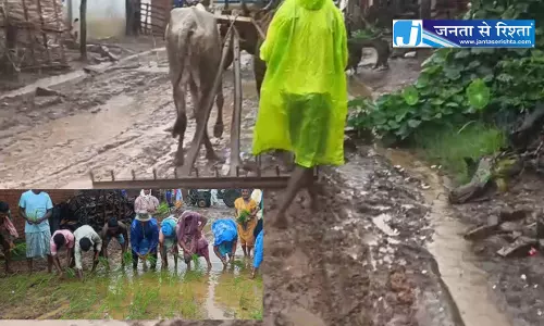 सड़क में रोपाई, ग्रामीणों ने नागर भी चलाया, बालोद में अनोखा प्रदर्शन