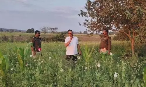 मोहनपुर और सिदाई में कथित ड्रग तस्करी नेटवर्क को लेकर प्रशासन अलर्ट