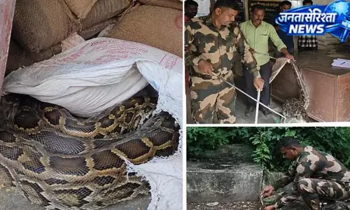 हजारीबाग की PDS दुकान में गेहूं की बोरी के नीचे मिला 9 फीट लंबा अजगर, रेस्क्यू कर जंगल में छोड़ा