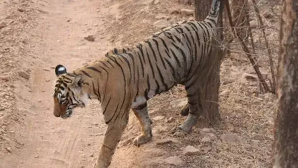 पवन कल्याण का ऐलान: आंध्र प्रदेश में बढ़ाई जाएगी बाघों की आबादी पवन कल्याण का ऐलान: आंध्र प्रदेश में बढ़ाई जाएगी बाघों की आबादी