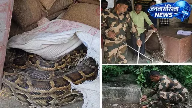 हजारीबाग की PDS दुकान में गेहूं की बोरी के नीचे मिला 9 फीट लंबा अजगर, रेस्क्यू कर जंगल में छोड़ा हजारीबाग की PDS दुकान में गेहूं की बोरी के नीचे मिला 9 फीट लंबा अजगर, रेस्क्यू कर जंगल में छोड़ा