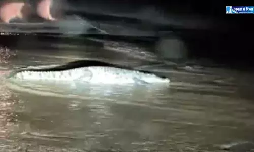सड़क में कई मगरमच्छ दिखे, बाढ़ में बहकर आ गए, ग्रामीणों में दहशत सड़क में कई मगरमच्छ दिखे, बाढ़ में बहकर आ गए, ग्रामीणों में दहशत