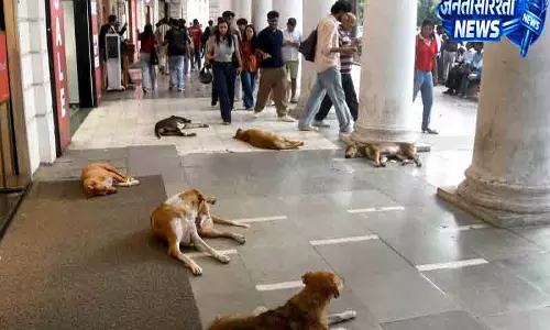 Delhi में आवारा कुत्तों से लोग परेशान Delhi में आवारा कुत्तों से लोग परेशान