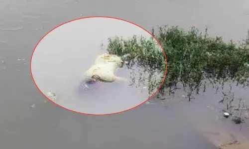 अभनपुर के पास युवती की हत्या