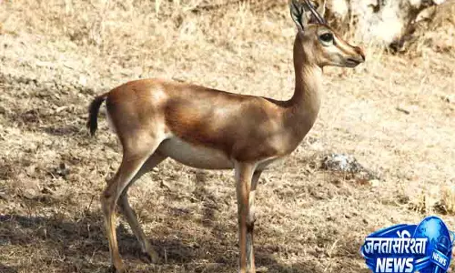 Delhi चिड़ियाघर में चिंकारा की दर्दनाक मौत
