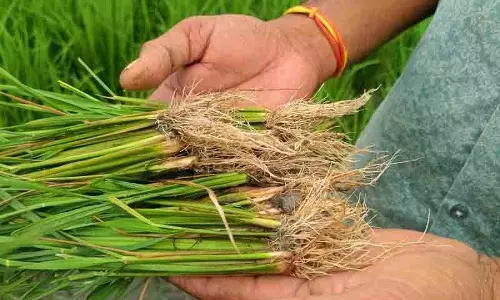 Kaithal फिजी वायरस ने बढ़ाई धान किसानों की चिंता Kaithal फिजी वायरस ने बढ़ाई धान किसानों की चिंता