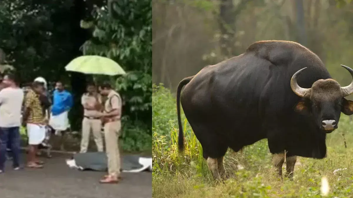 कोल्लम में जंगली गौर के हमले से एक बुजुर्ग की मौत कोल्लम में जंगली गौर के हमले से एक बुजुर्ग की मौत