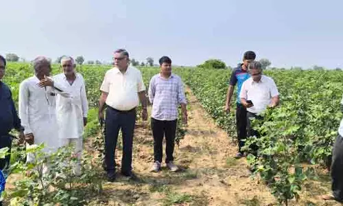Sirsa में मिला पिंक बॉलवर्म, खतरा नहीं Sirsa में मिला पिंक बॉलवर्म, खतरा नहीं