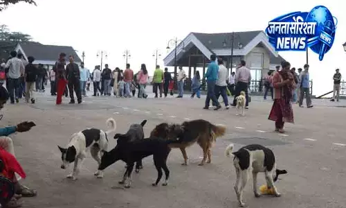 Shimla में बढ़ा रेबीज़ का खतरा