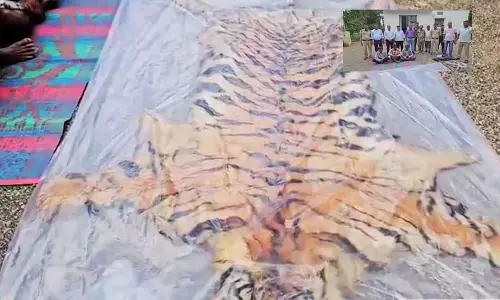 बाघ की खाल का सौदा चल रहा था, वन विभाग ने मारी रेड, जंगल से तीन गिरफ्तार बाघ की खाल का सौदा चल रहा था, वन विभाग ने मारी रेड, जंगल से तीन गिरफ्तार