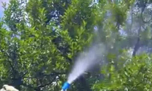 Solan सेब बागवानों को नौनी यूनिवर्सिटी की सलाह Solan सेब बागवानों को नौनी यूनिवर्सिटी की सलाह