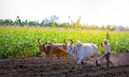 Chandigarh: किसानों को राहत, खरीफ और रबी दोनों फसलों का मिलेगा बीमा लाभ