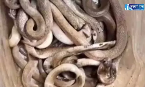 घर से 30 सांपों का रेस्क्यू, दहशत में था परिवार