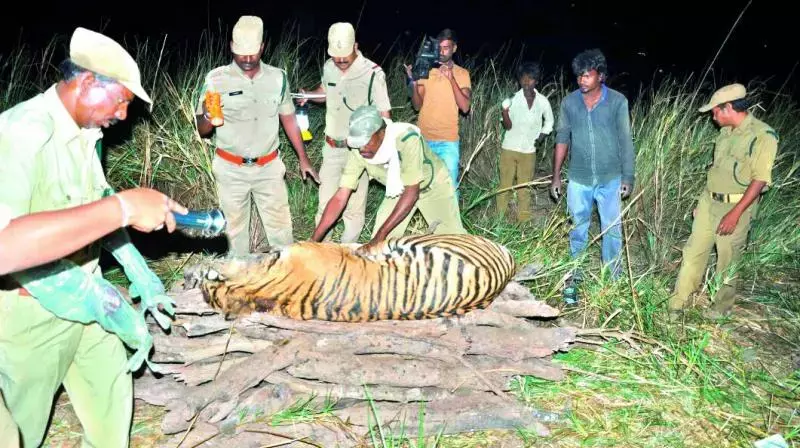 Andhra: आत्माकूर वन रेंज में बाघ मृत पाया गया Andhra: आत्माकूर वन रेंज में बाघ मृत पाया गया