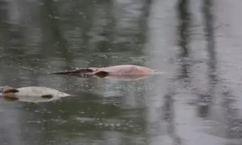 Bharatpur: जल संकट से केवलादेव में मछलियां मरीं, पक्षियों का पलायन शुरू