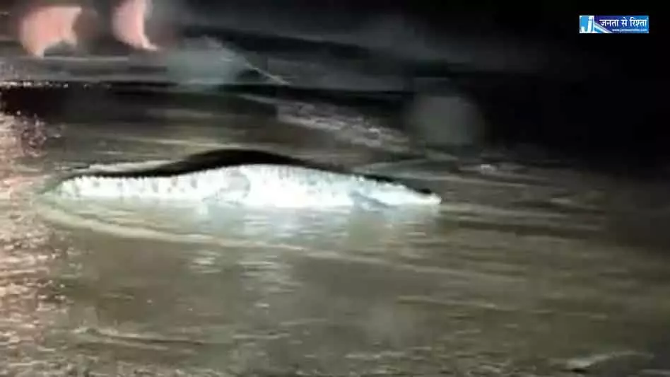 सड़क में कई मगरमच्छ दिखे, बाढ़ में बहकर आ गए, ग्रामीणों में दहशत सड़क में कई मगरमच्छ दिखे, बाढ़ में बहकर आ गए, ग्रामीणों में दहशत